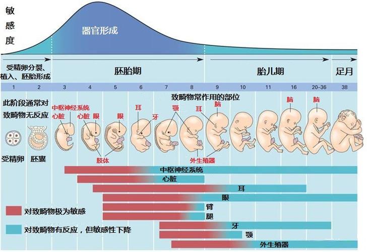 试管婴儿需要经过哪些阶段-试管婴儿：从胚胎培育到成功妊娠，需要经过哪些阶段？